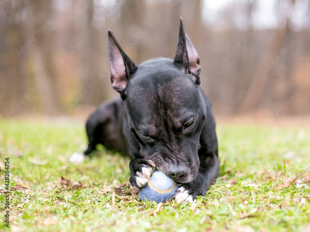 A black Pit Bull Terrier mixed breed dog holding a ball in its paws and chewing on it outdoors in the grass