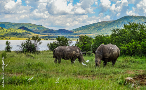 Dehorned White Rhinoceros in it's natural surrounding and landscape