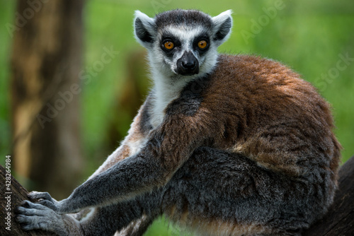 Ring tailed Lemur (Lemur catta)