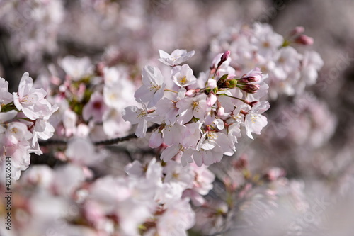 五条川の桜 © Kazuyoshi  Ozaki
