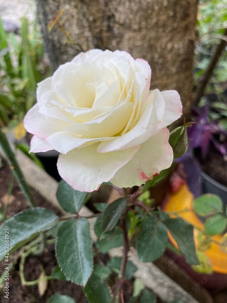 pink rose in garden pink rose in garden