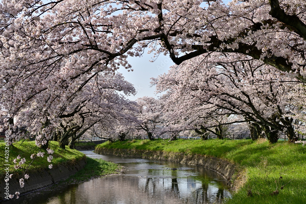 五条川の桜