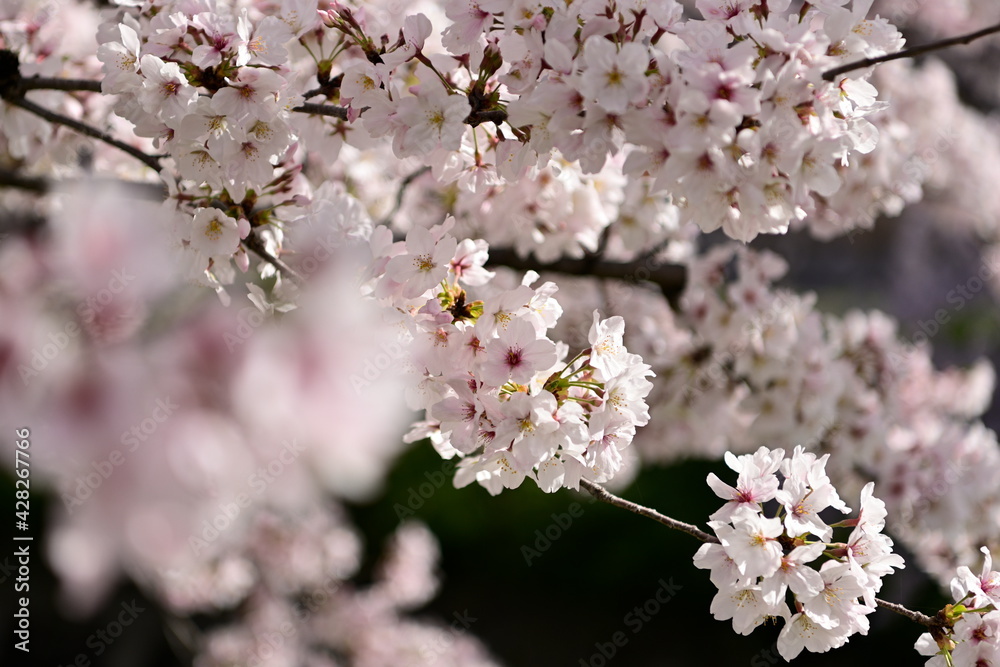 五条川の桜