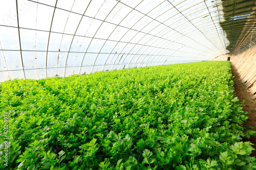 Celery in the greenhouse