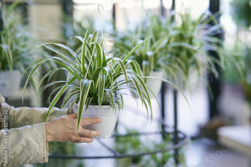 Closeup shot of woman hands holding a hanging chlorophytum in the garden photo