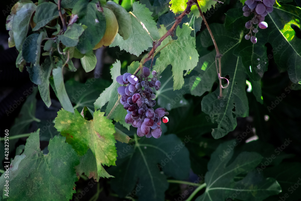 Grape surrounded by green leaves Grape surrounded by green leaves