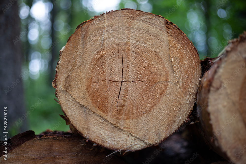 cut trees ,enviroment protection deforestation concept. cut trees ,enviroment protection deforestation concept.