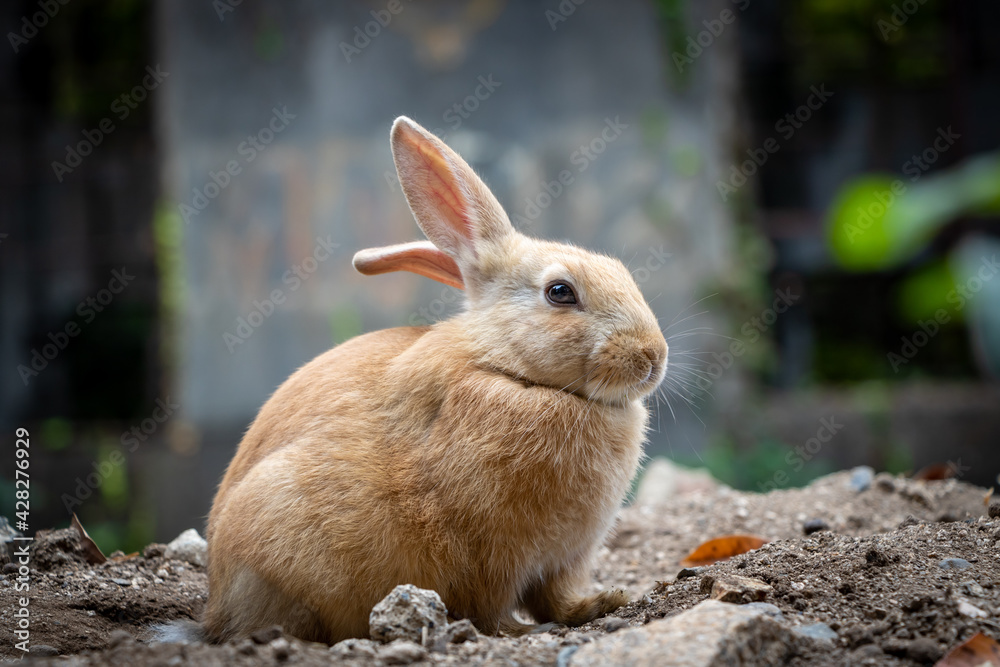 Wild Rabbit on Okunoshima, Japans Rabbit Island