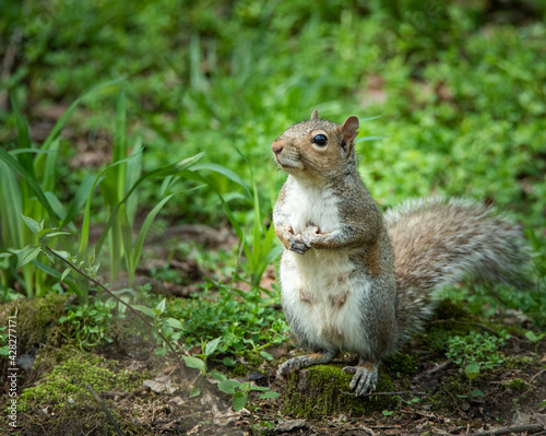 Female mother grey squirrel standing on ground