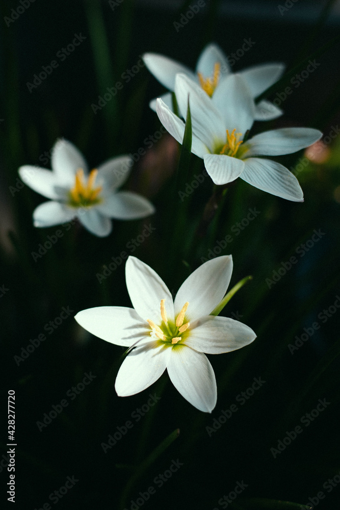 flores flores