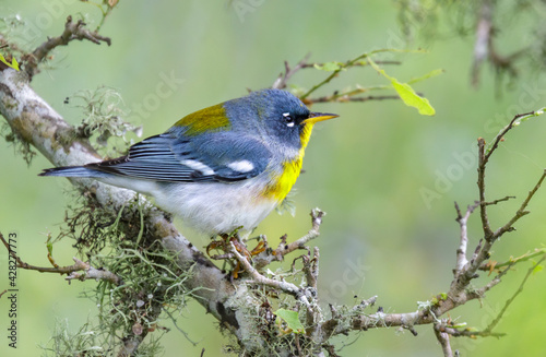 Northern parula (Setophaga americana) in a tree during spring migration in southern Texas, Galveston, TX, USA. photo