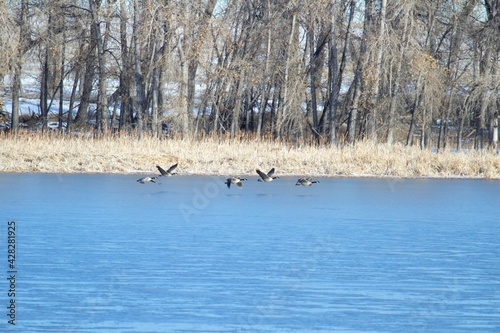 country geese in flight over lake