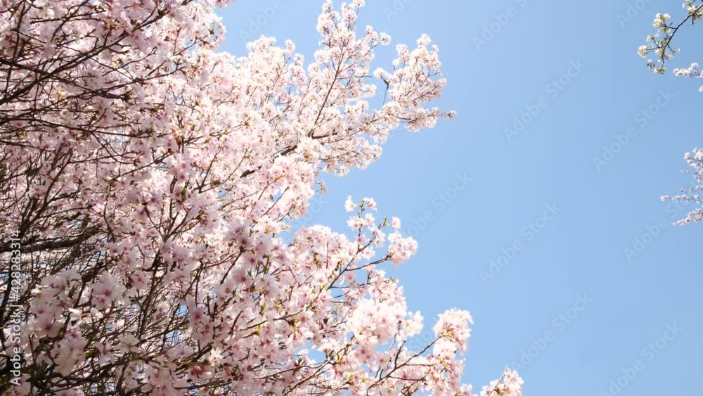 京都の桜　嵐山