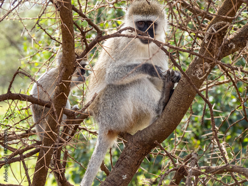 Serengeti National Park, Tanzania, Africa - February 29, 2020: Vervet Monkey climbing in tree
