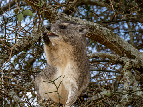 Serengeti National Park, Tanzania, Africa - February 29, 2020: Rock hyrax climbing in tree