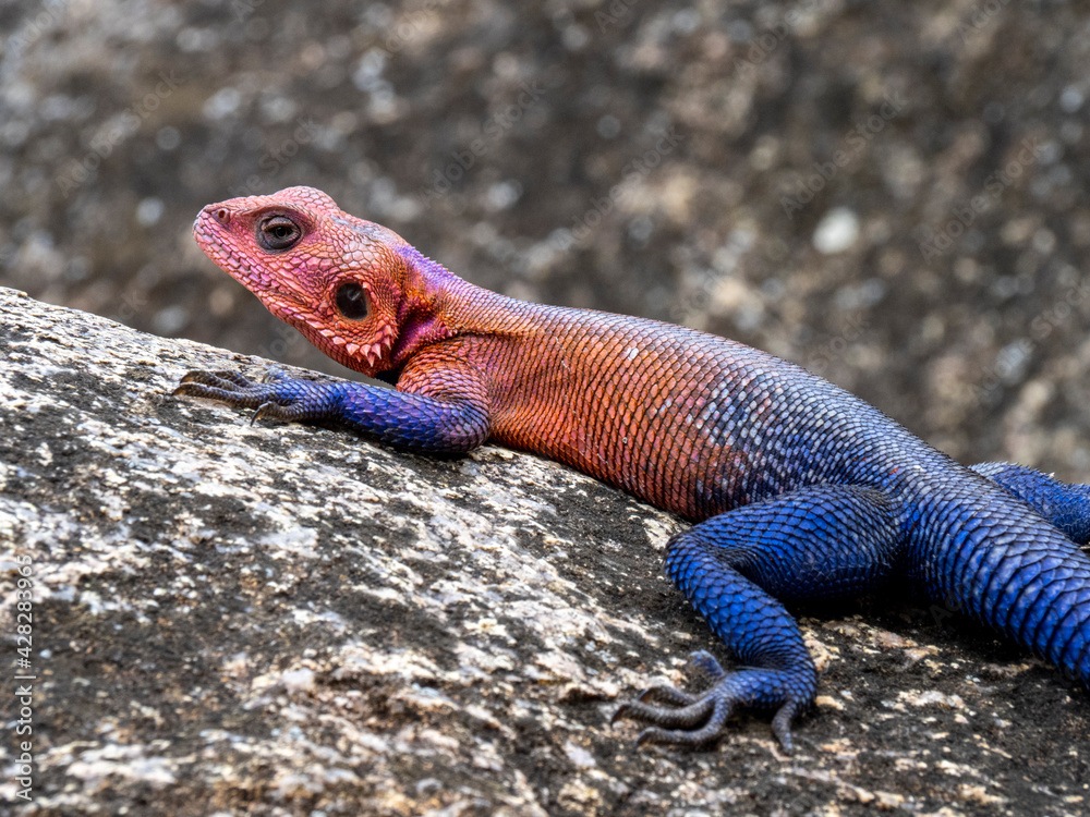 Serengeti National Park, Tanzania, Africa - February 29, 2020: Blue agama lizard sunbathing on a rock Serengeti National Park, Tanzania, Africa - February 29, 2020: Blue agama lizard sunbathing on a rock