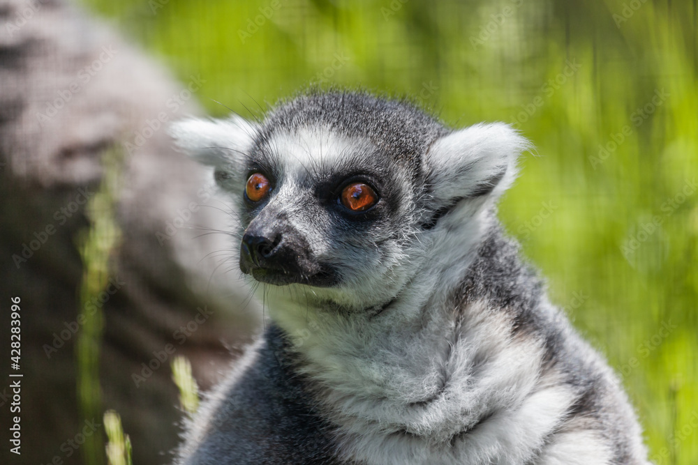 Lemur at a zoo