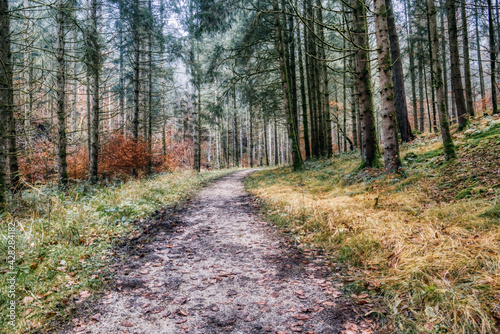 A path in the woods in the bavarian forest