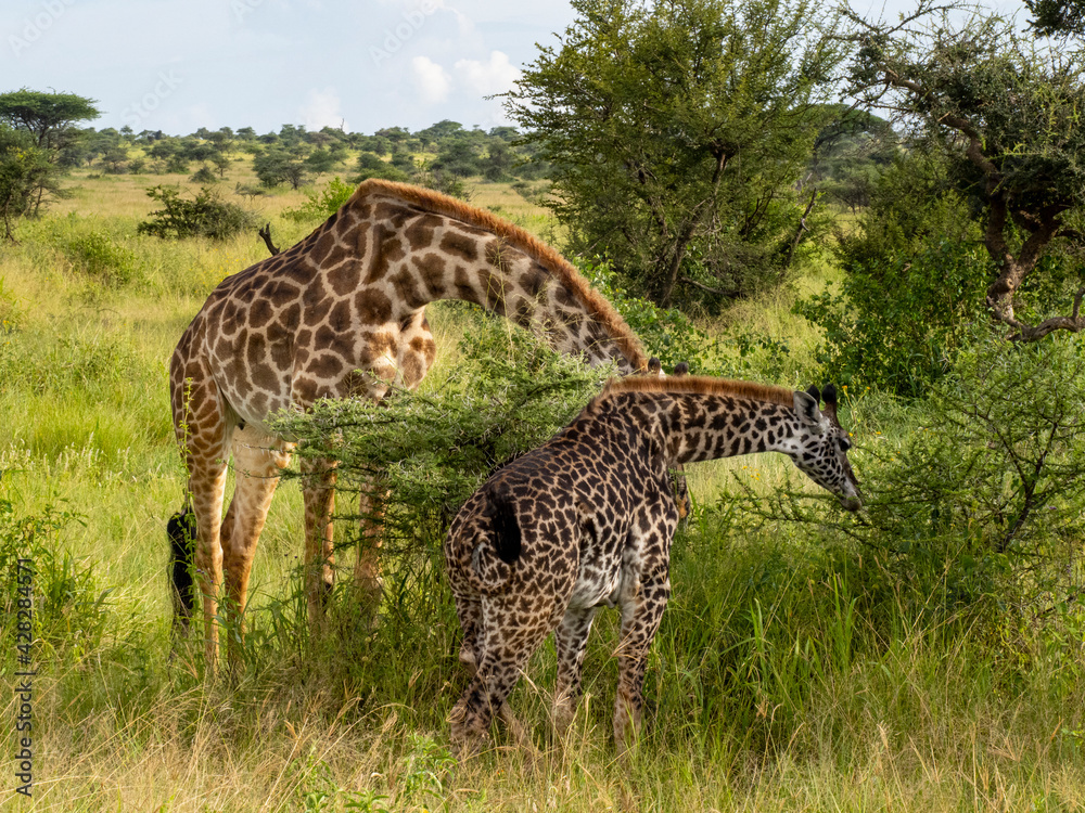 Serengeti National Park, Tanzania, Africa - February 29, 2020: Giraffes grazing along the savannah Serengeti National Park, Tanzania, Africa - February 29, 2020: Giraffes grazing along the savannah