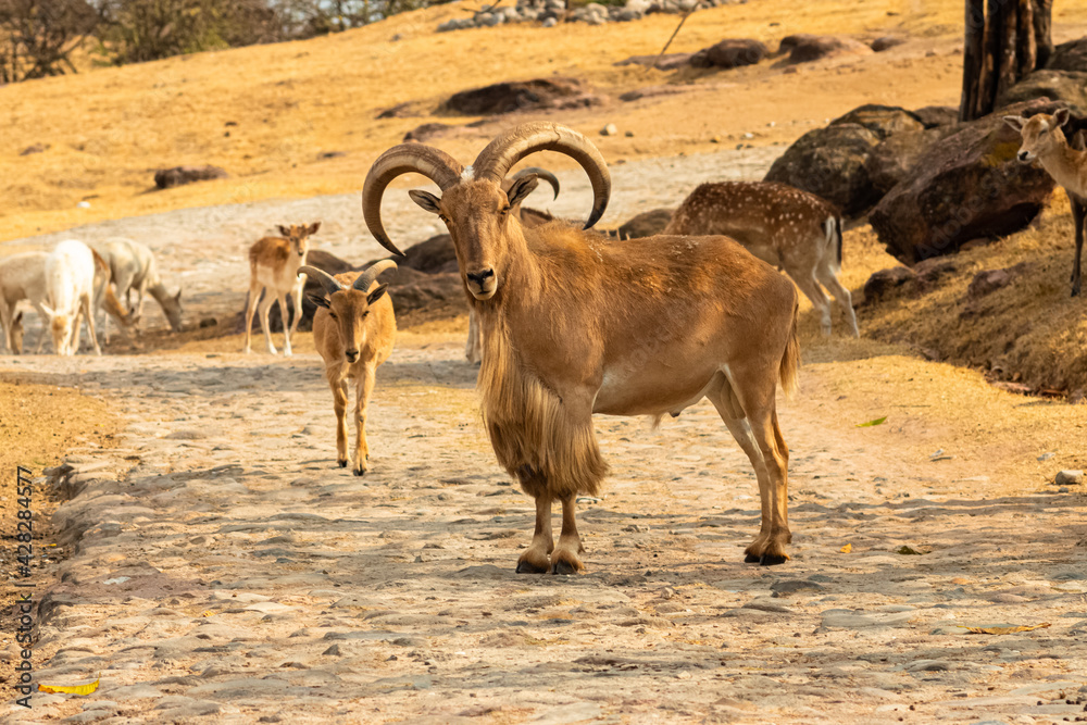Ταπετσαρία Closeup of a male barbary sheep in an arid landscape