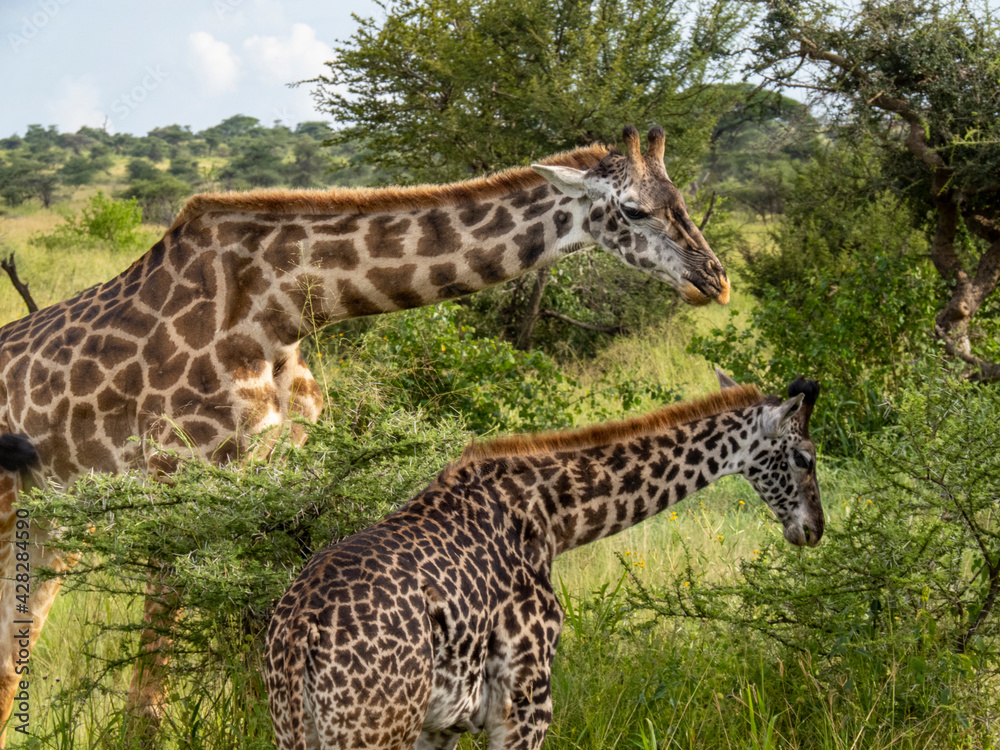 Serengeti National Park, Tanzania, Africa - February 29, 2020: Giraffes grazing along the savannah Serengeti National Park, Tanzania, Africa - February 29, 2020: Giraffes grazing along the savannah