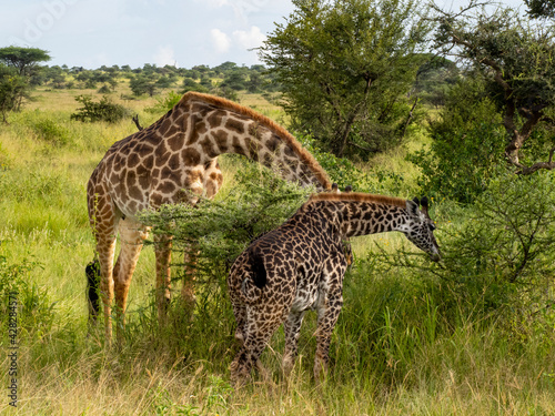 Serengeti National Park, Tanzania, Africa - February 29, 2020: Giraffes grazing along the savannah