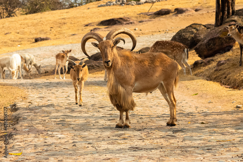 Closeup of a male barbary sheep in an arid landscape