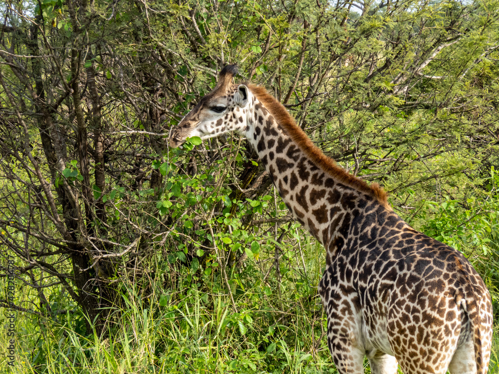 Fototapeta premium Serengeti National Park, Tanzania, Africa - February 29, 2020: Giraffes grazing along the savannah