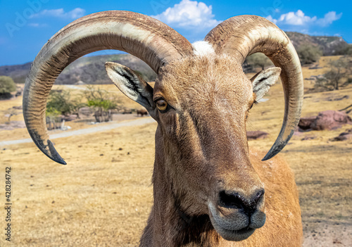Fotografie Closeup of a barbary sheep in an arid mountain landscape
