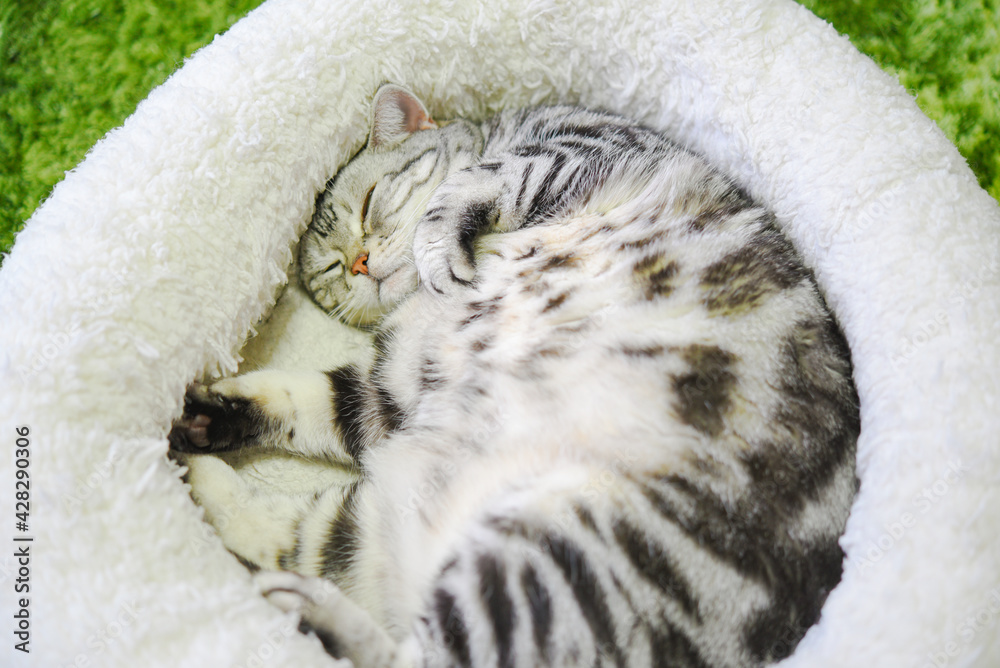 Obraz premium 猫ベッドで丸まって寝る猫