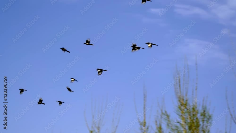 A group of magpies staying at the treetops flying around