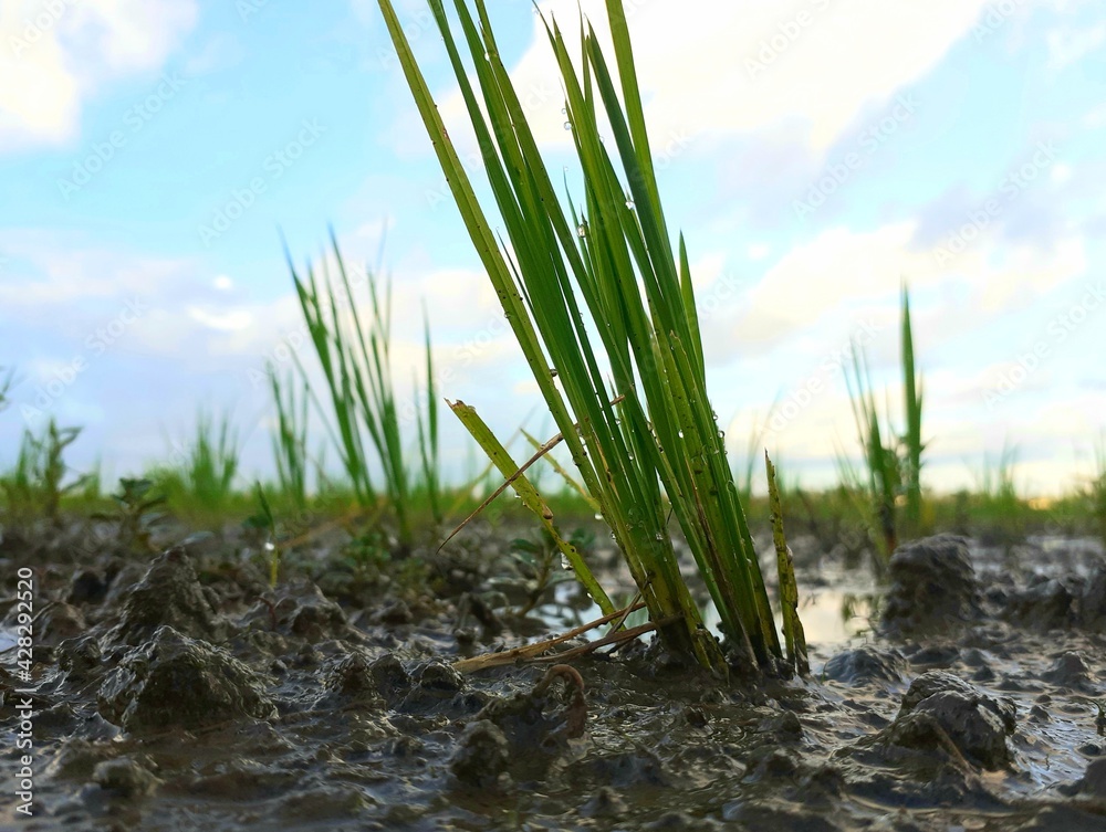 Obraz premium Paddy plant int the ricefield