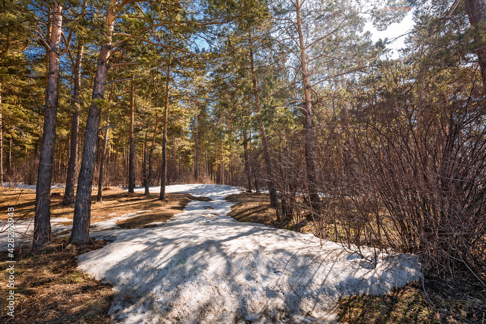 Pine forest in the spring. Western Siberia Pine forest in the spring. Western Siberia