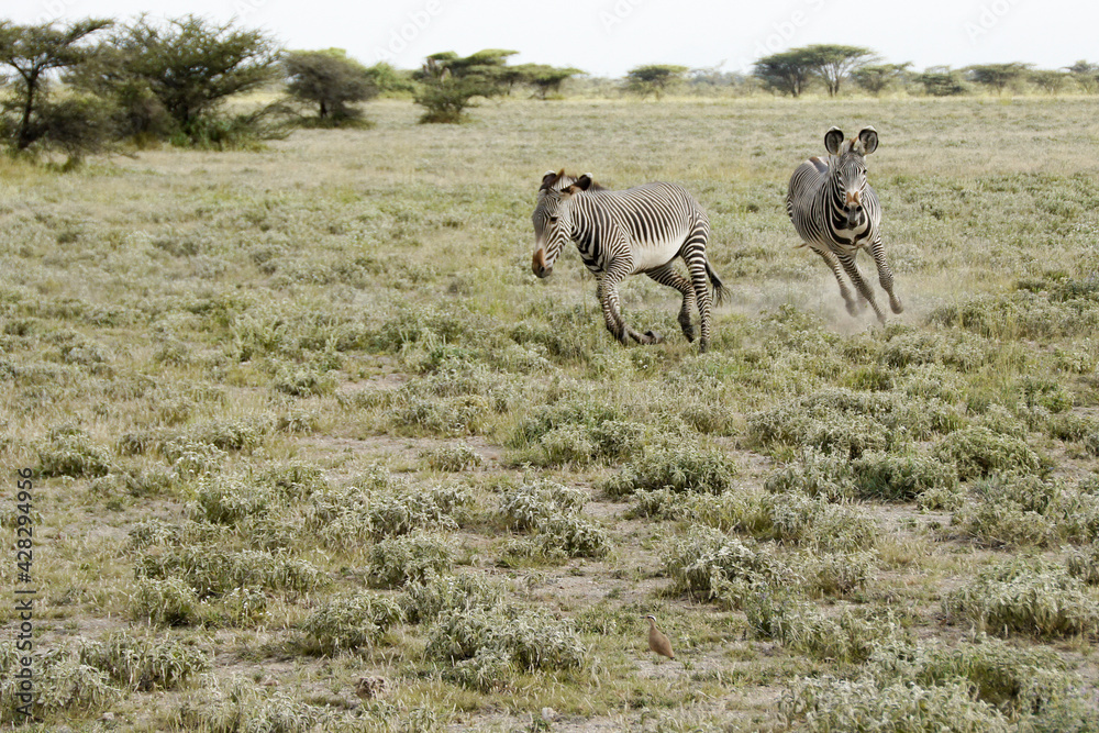 Fototapeta premium Male Grevy's zebra chasing another out of its territory, Buffalo Springs/Samburu Game Reserve, Kenya
