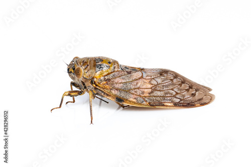 Image of large brown cicada insect isolated on white background. Insects.