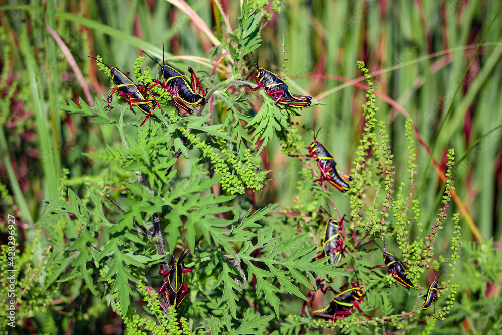 black grasshopper lubber black grasshopper lubber
