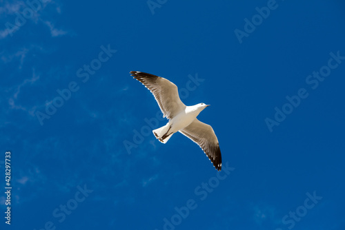  Seagull was flying above Chelsea Beach during summer, Australia Dec 2019. © minghaiyang