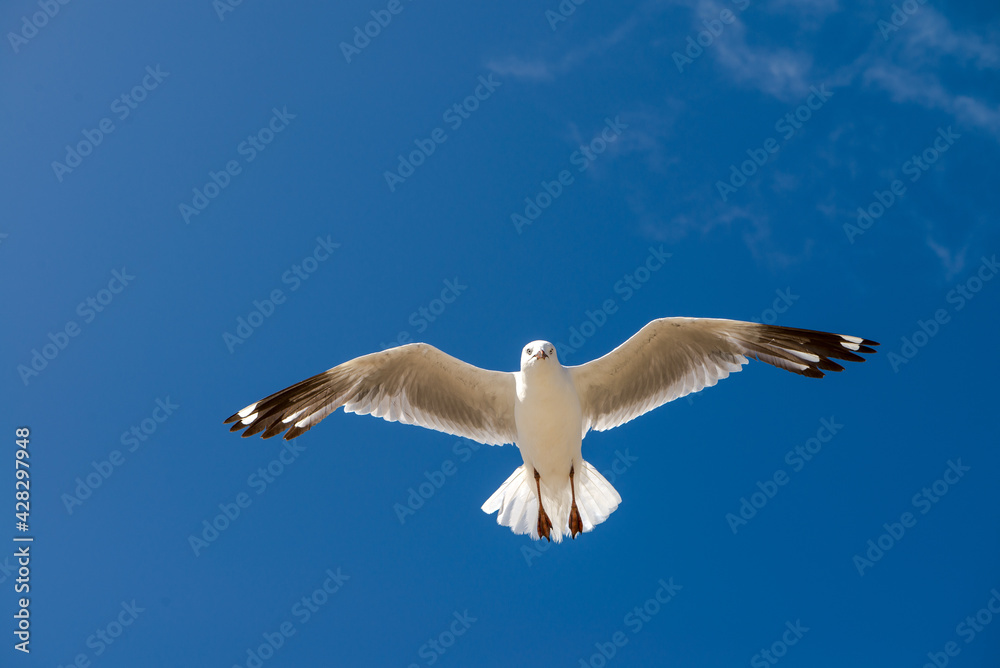  Seagull was flying above Chelsea Beach during summer, Australia Dec 2019.