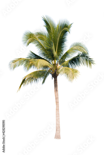 Palm tree or Coconut tree ,a green leaf isolation for summer background ,relax and vacation holiday summer concept 