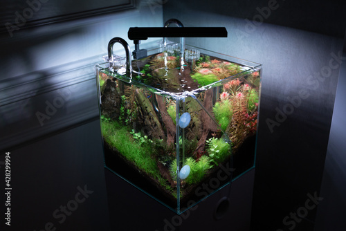 View of Modern aquarium aquascape design in living room.  A beautiful fresh crystal clear water aquascape aquarium with aquatic plants,  and hardscape photo