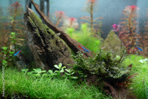 View of Modern aquarium aquascape design in living room.  A beautiful fresh crystal clear water aquascape aquarium with aquatic plants,  and hardscape