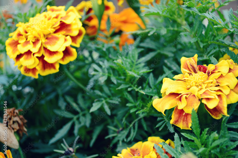bouquet of yellow flowers bouquet of yellow flowers