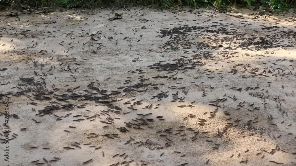 Swarms of black bugs crawling on the ground, plagues of insects and famine Swarms of black bugs crawling on the ground, plagues of insects and famine