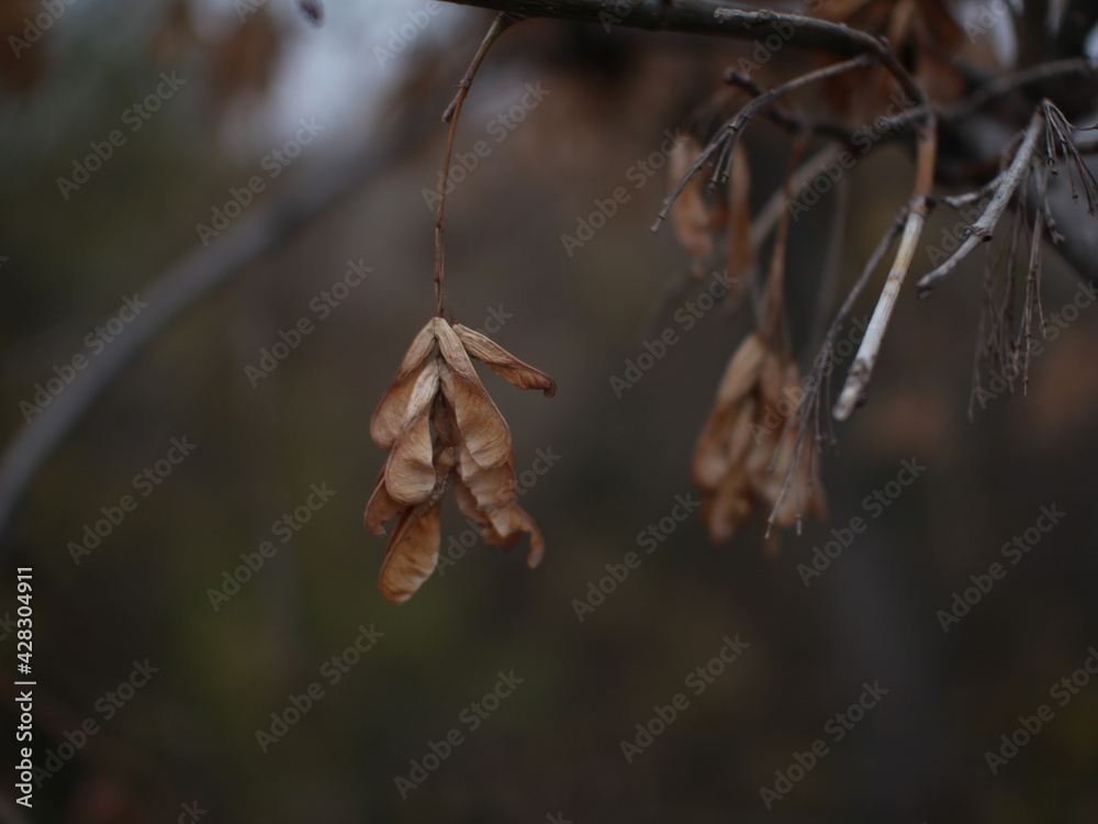 leaves on a tree leaves on a tree