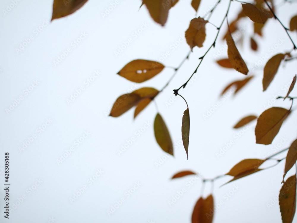 autumn leaves on the tree autumn leaves on the tree
