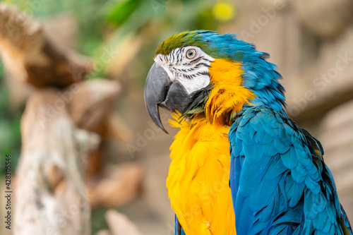 Blue-yellow macaw parrot with a huge beak looks at the camera close-up. Big ara parrot photo