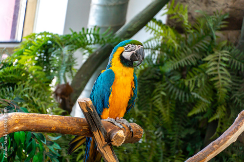 Blue and yellow macaw parrot with a huge beak looks at the camera close-up