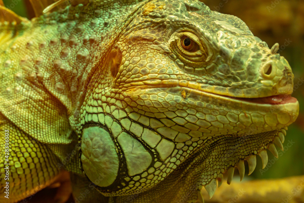 Common green iguana with tongue protruding looking at the camera close-up