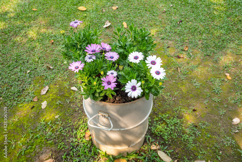 Colorful spring flowers on a bucket