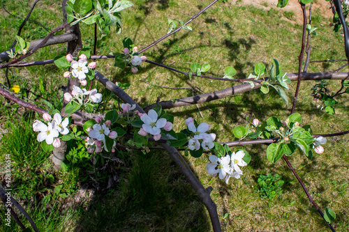 Apple tree flowers in the spring garden